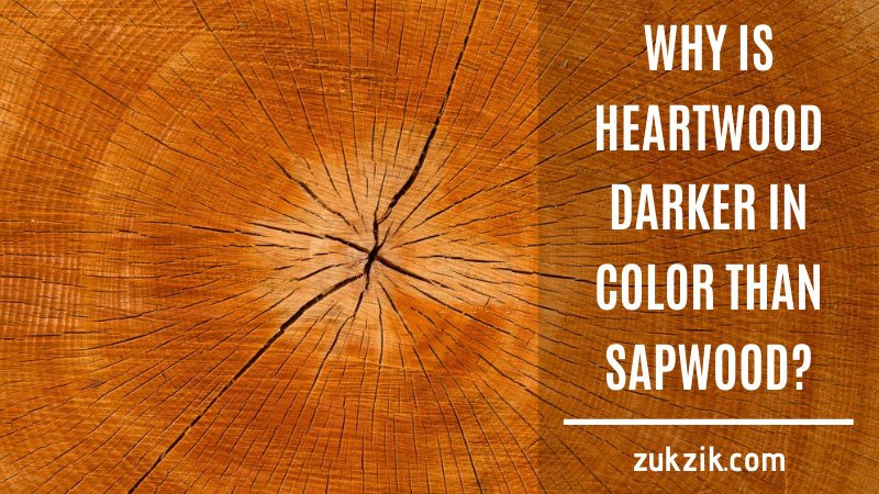 why is heartwood darker in color than sapwood